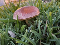 Pulchroboletus rubricitrinus image