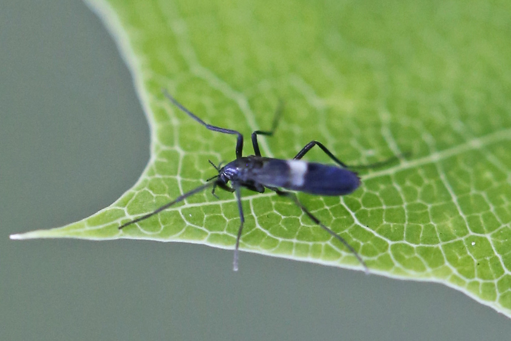 Chasmatonotus unimaculatus