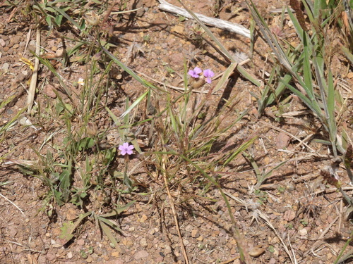 Petrorhagia nanteuilii image