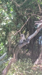 Chlorocebus pygerythrus nesiotes