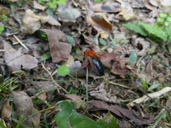Xylocopa ruficeps