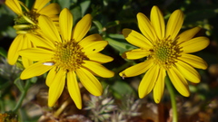 Rhynchopsidium pumilum