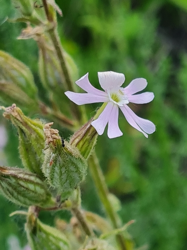 Silene aprentesi di notte