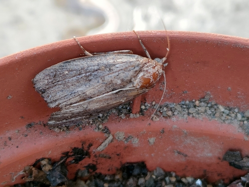 Galleria mellonella