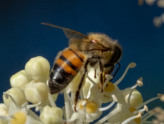 Apis mellifera