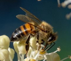 Apis mellifera