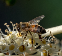 Apis mellifera