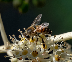 Apis mellifera