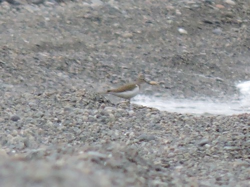 kalužiačik malý (Actitis hypoleucos)