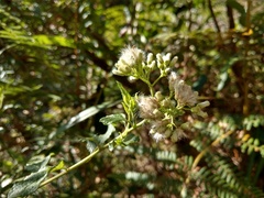 Microglossa pyrifolia