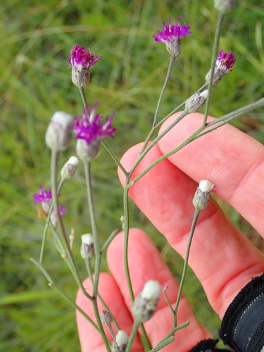 Image of Hilliardiella nudicaulis by no rights reserved