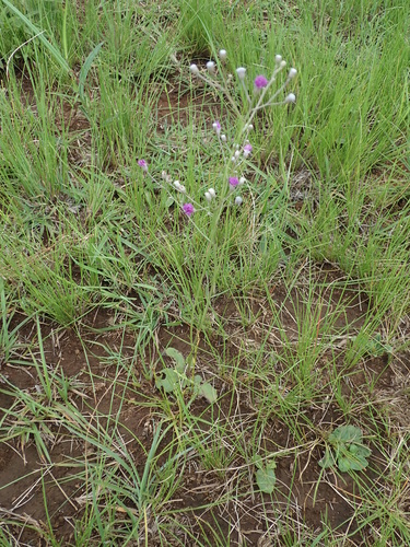 Image of Hilliardiella nudicaulis by no rights reserved