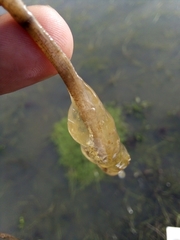 Pelodytes atlanticus