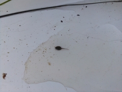 Pelodytes atlanticus