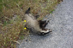 Meles canescens arcalus