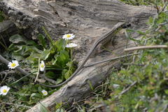 Lacerta trilineata polylepidota