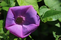 Image of Ipomoea purpurea
