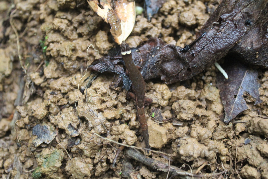 Lepidoblepharis emberawoundule