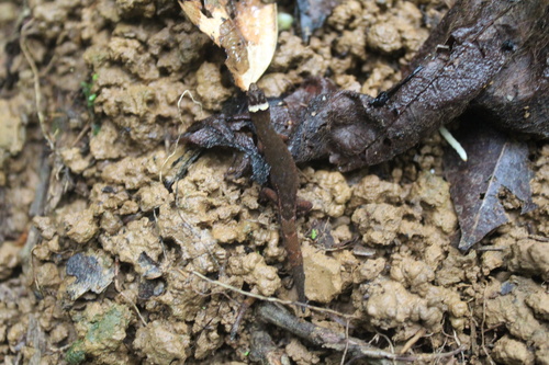 Lepidoblepharis emberawoundule