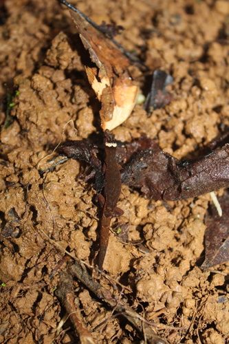 Lepidoblepharis emberawoundule