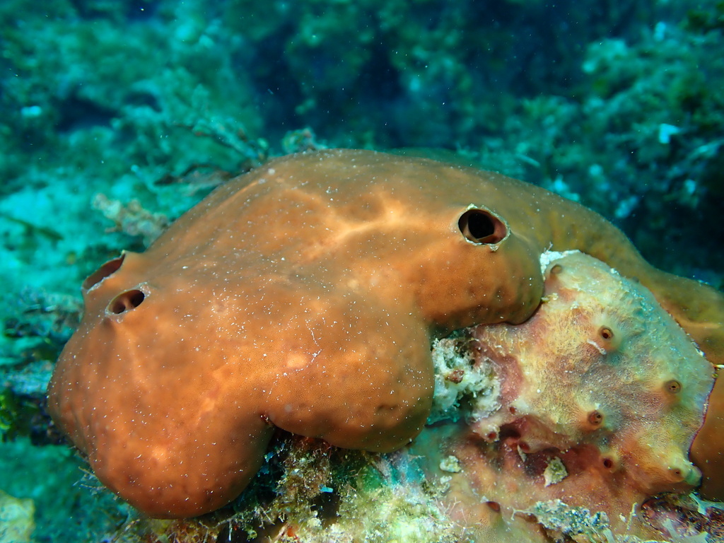 Liver Sponge