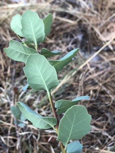 depressed oak