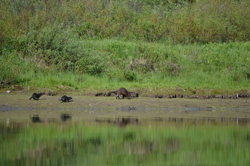 North American River Otter photographed in Wyoming