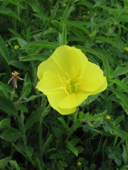 Oenothera grandis