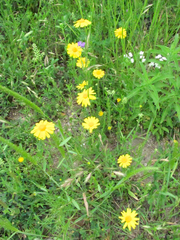 Tetraneuris linearifolia