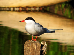 Sterna hirundo