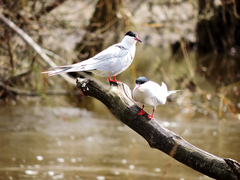 Sterna hirundo