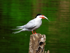 Sterna hirundo