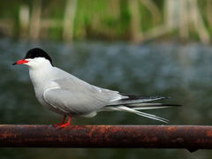 Sterna hirundo