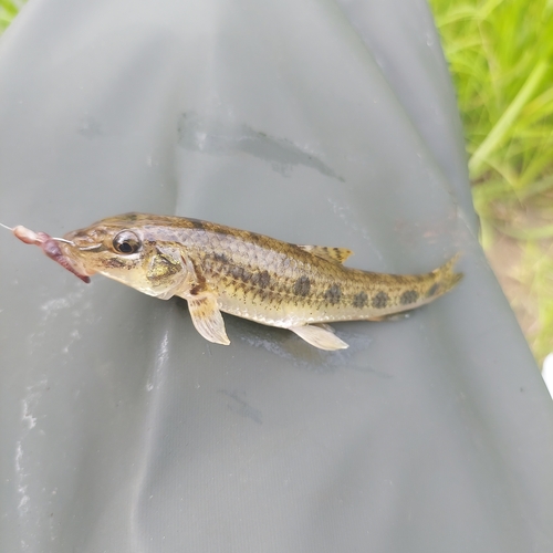 Siberian Gudgeon