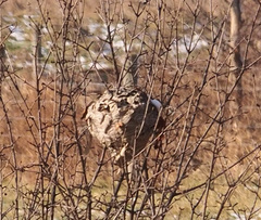 Dolichovespula maculata