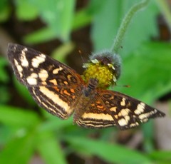 Anthanassa drusilla