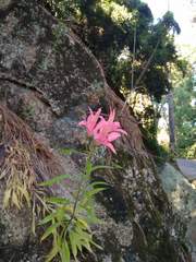 Alstroemeria ligtu ligtu