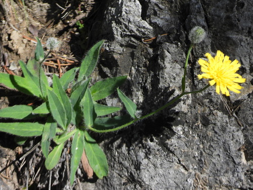 Groenachtig havikskruid (Hieracium chloropsis)
