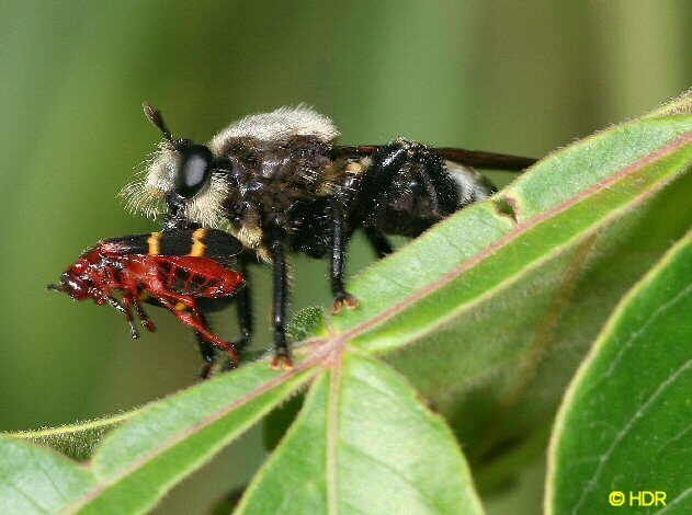 Prairie Laphria