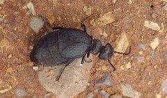 Meloe mediterraneus