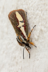 Aegocera rectilinea