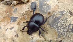 Thorectes lusitanicus