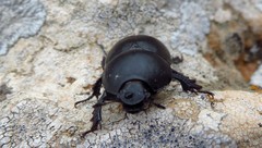 Thorectes lusitanicus