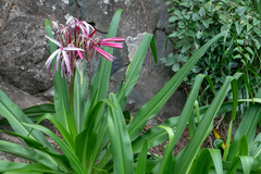 Crinum × amabile