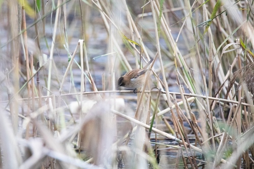 Moustached Warbler (Acrocephalus melanopogon), photo 10
