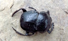 Scarabaeus cicatricosus