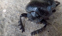 Scarabaeus cicatricosus