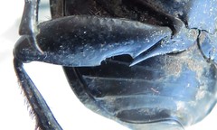 Scarabaeus cicatricosus