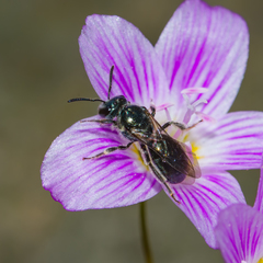 Lasioglossum coeruleum