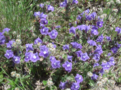 Scutellaria wrightii